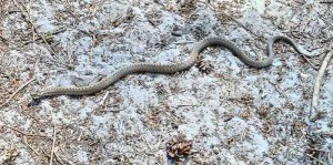 Coronelle lisse - Reptile de la forêt de Fontainebleau