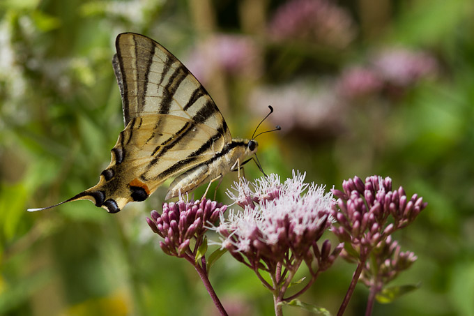 Les 2 Papillons Porte Queue De La Forêt Flambé Ou Machaon