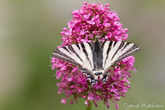 Les 2 Papillons Porte Queue De La Forêt Flambé Ou Machaon