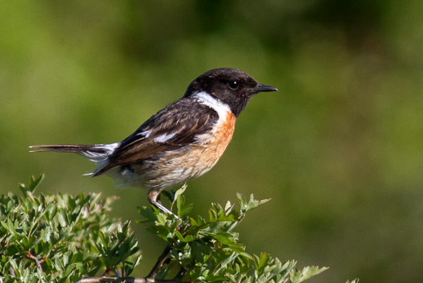 Tarier pâtre - quels oiseaux voir en mai en forêt de Fontainebleau ?