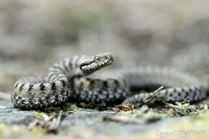 Vipère Aspic - Serpent de la forêt de Fontainebleau