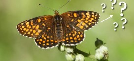 Guide d'identification sur les papillons