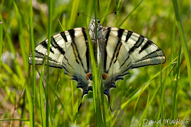 Papillon le Flambé - Papillon de la forêt de Fontainebleau