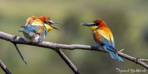 Gu pier d Europe Merops Apiaster Oiseau d le de France