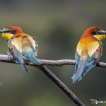 Couple de guêpier d'Europe - Oiseaux de la forêt de Fontainebleau
