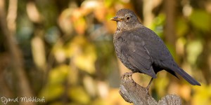 Merle noir Turdus merula et Merle blanc