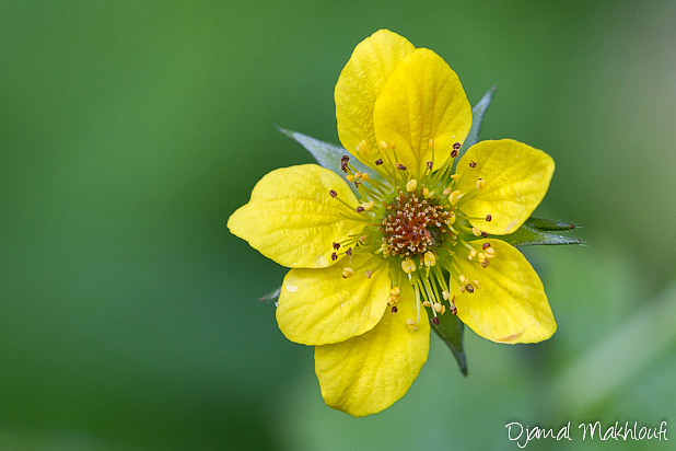 Benoite commune - Fleurs jaunes sauvages