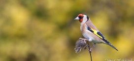 Chardonneret élégant - Oiseau de la forêt de Fontainebleau