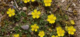 Potentille printanière - Fleurs jaunes sauvages