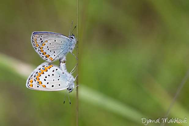 Azuré des coronilles - Plebejus argyrognomon - Papillons Argus