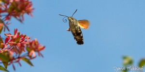 sphinx moro colibri fontainebleau stellatarum macroglossum