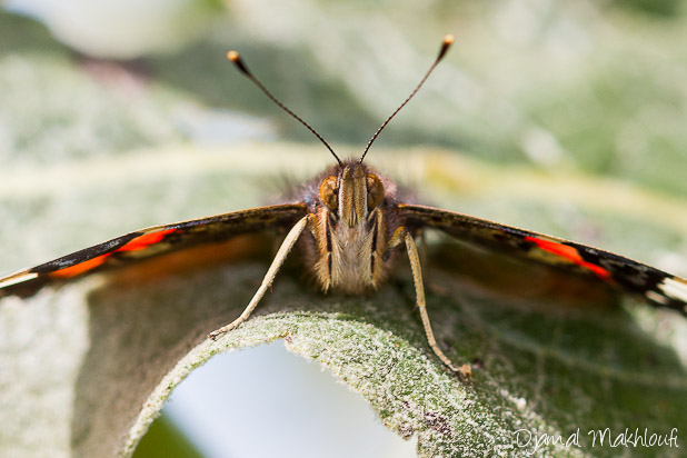 Gros plan du papillon Vulcain - Papillon migrateur