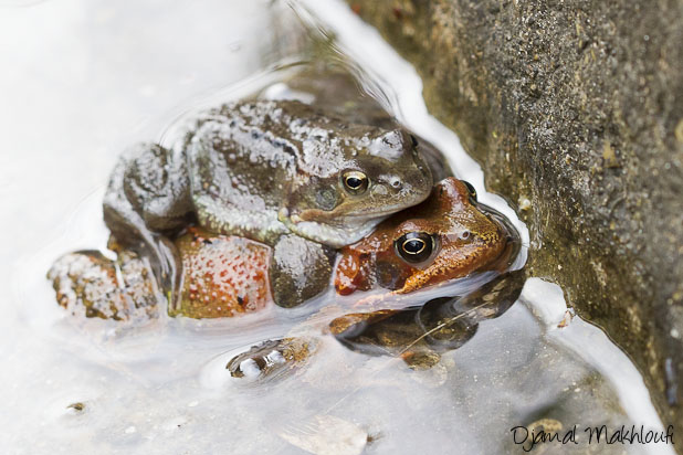 Reproduction de deux grenouilles rousses (Rana temporaria) en tenue de noce