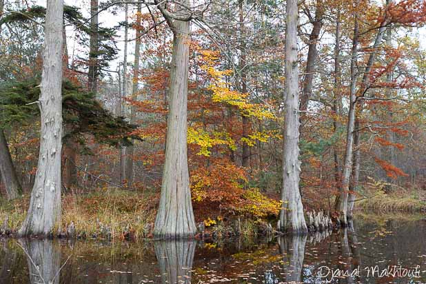Mare aux Cerfs en automne - Forêt de Fontainebleau