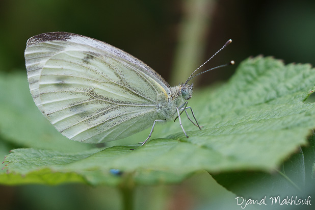 Piéride du navet femelle - Papillon blanc