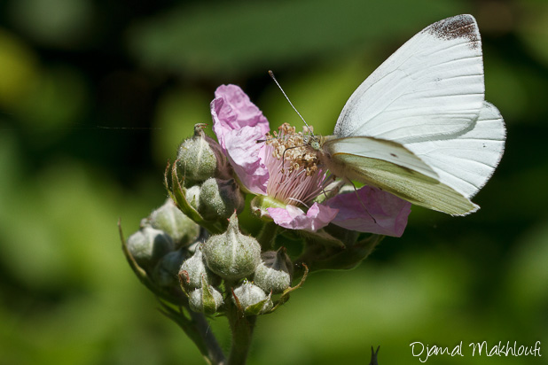 Piéride du navet mâle - Papillon blanc