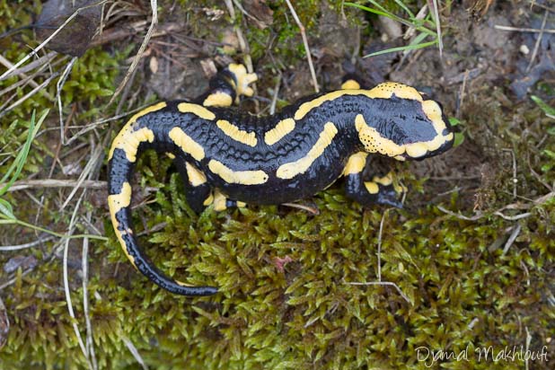 Salamandre tachetée - Amphibien de Seine et Marne