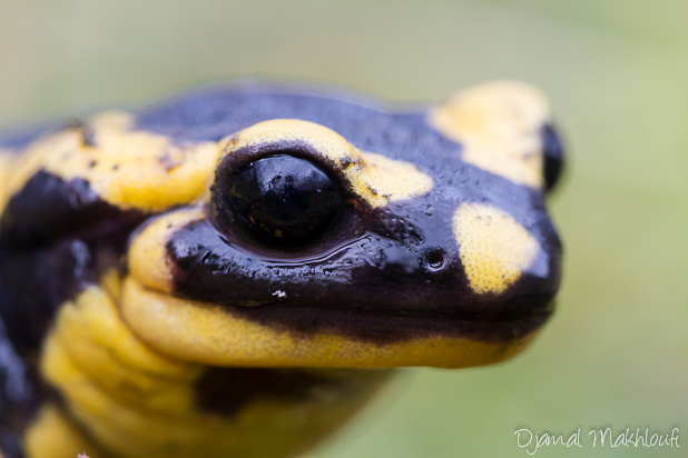 Salamandre tachetée vit-elle en forêt de Fontainebleau ?