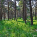 Sous bois d'Apremont - Forêt de Fontainebleau