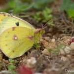 Papillon Soufré - Colias Hyale