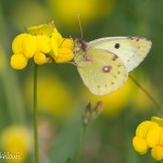 Colias Hyale femelle