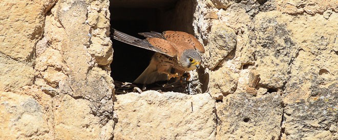 Faucon crécerelle mâle - Falco tinnunculus