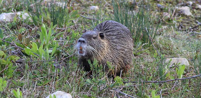 Ragondin Myocastor Coypus Un Rongeur Nuisible Et Envahissant