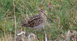 Bécassine des marais - Gallinago gallinago