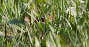 Perdrix rouge - Alectoris rufa