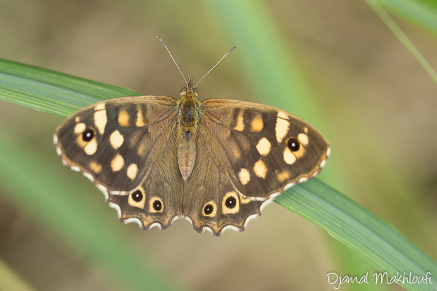 Tircis (Pararge aegeria) - Insecte de forêt de Fontainebleau