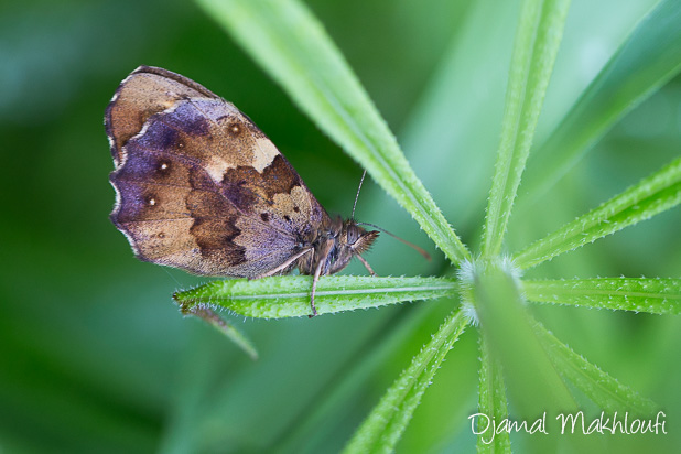 Tircis (Pararge aegeria) - Papillon de forêt de Fontainebleau