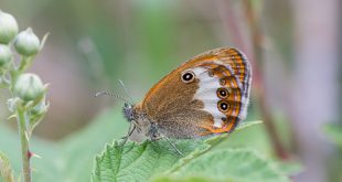 Papillon Céphale (Coenonympha arcania)