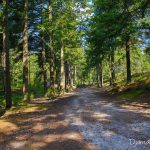 Route de l'ermitage - Forêt de Fontainebleau