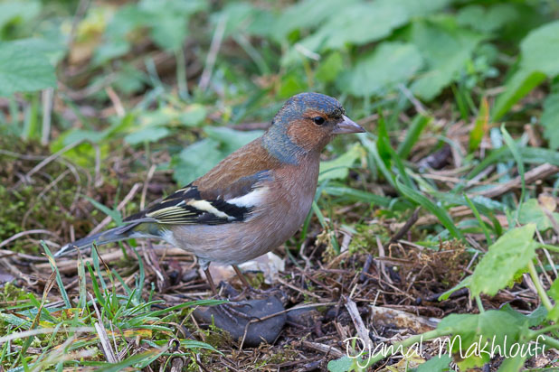 Photo Pinson des arbres mâle - Oiseau de la forêt de Fontainebleau