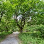 Promenade buccolique à l'ombre de la forêt de Fontainebleau
