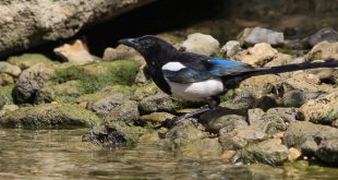 Pie bavarde (Pica pica) - Oiseau de la forêt de Fontainebleau