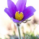 Anémone pulsatille (Anemone pulsatilla) - Fleur sauvage d'avril