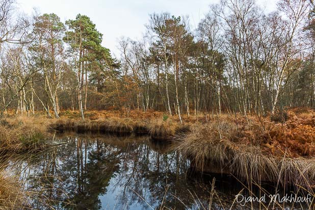 Mare à Dagneau - Photo forêt de Fontainebleau