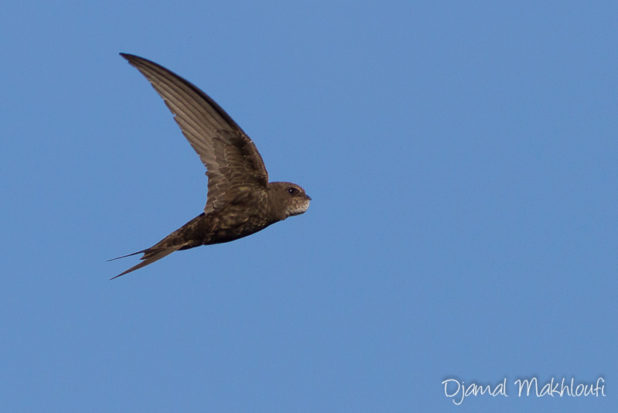 Martinet noir (apus apus) - Martinet oiseau - Oiseau migrateur
