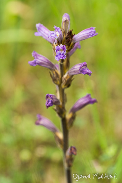 Orobanche pourprée (Orobanche purpurea) - Flore de la forêt