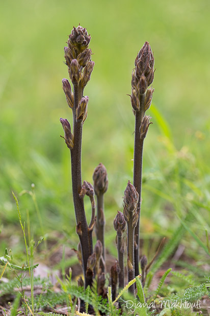 Orobanche pourprée (Orobanche purpurea) - Plante sauvage