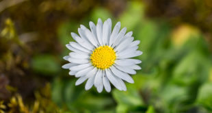 Marguerite - Petite fleur blanche