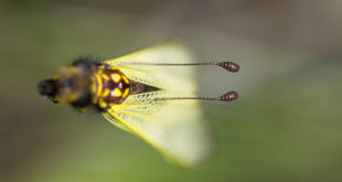 Ascalaphe ambré (Libelloides longicornis) - Ascalaphe commun