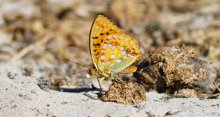 Moyen nacré (Argynnis adippe) - Papillon de la forêt de Fontainebleau