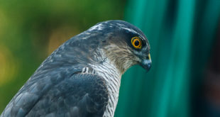 Épervier d'Europe (Accipiter nisus) - Rapace - Portrait