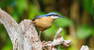 Sittelle torchepot (Sitta europaea)