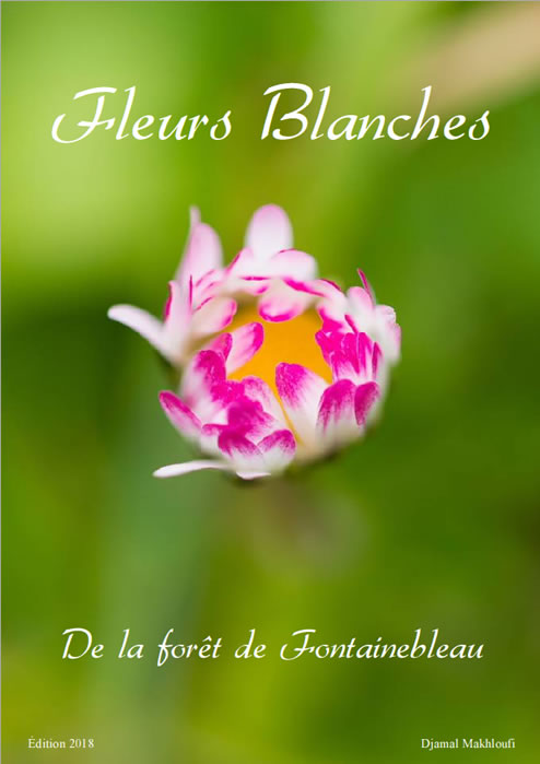 Ebook - Fleurs blanches sauvages de la forêt de Fontainebleau - PDF