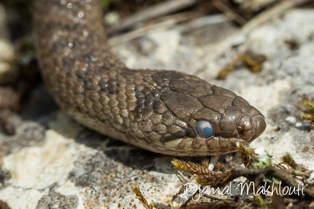 Coronelle lisse (coronella austriaca) - serpent - photo reptile