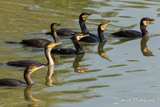Groupe de Grands Cormorans en pêche