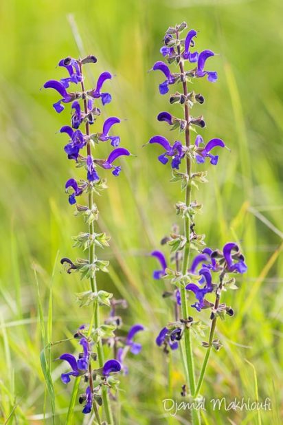 Sauge commune (Salvia pratensis) - Sauge des prés - photo - fleurs sauvages des prés 